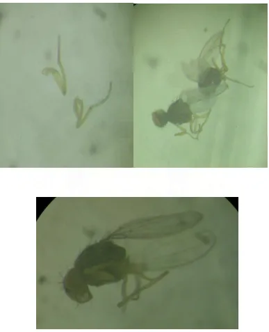 Gambar 11. Bagian Tubuh Lalat Tachinidae 