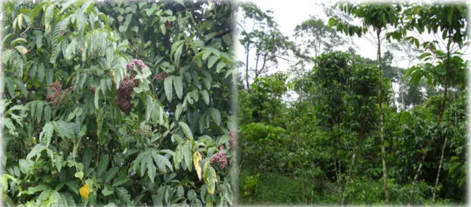 Gambar 2. Kopi sebagai salah satu komoditas utama petani hutan di Desa Labbo dan Desa  Pattaneteang 