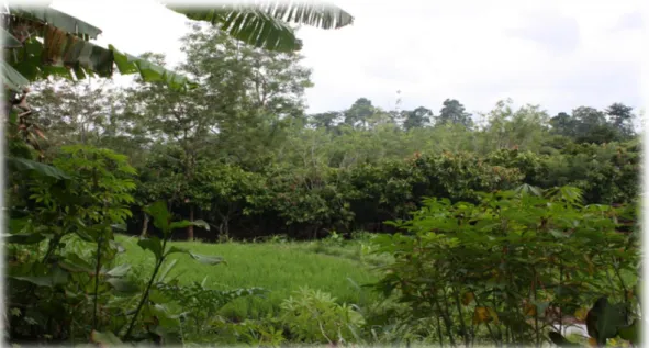Gambar 3.  Strata pola agroforestry  dari belakang ke depan (hutan, kebun cengkeh, kakao,  sawah, tanaman semusim dan tahunan) 
