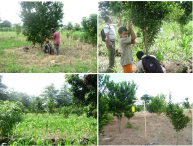 Tabel 3.   Hasil  Indeksi  CVPD  tanaman  Jeruk  Varietas  Selayar  di  Kabupaten  Bantaeng  dan  Jeneponto Sulsel 