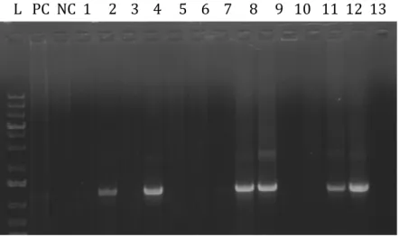 Gambar 15. Gel Hasil indeksing 