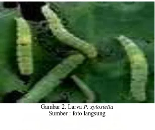 Gambar 2. Larva P. xylostella Sumber : foto langsung 