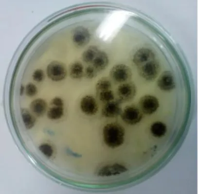 Gambar  1.  Biakan  Aspergillus  niger  pada  media padat selama 3 hari 