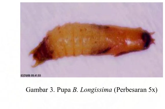 Gambar 2. Larva B. Longissima (Perbesaran 5x) 
