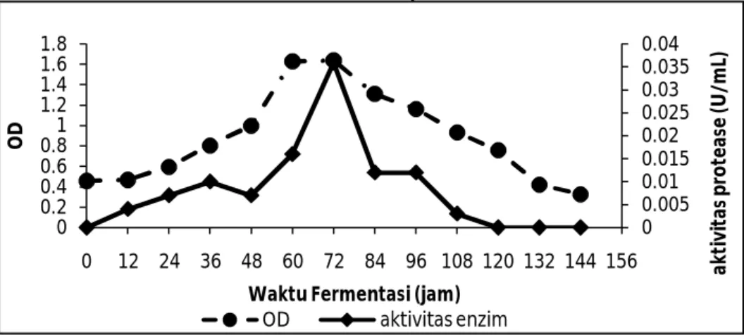 Gambar  1.  Pengaruh  waktu  fermentasi  terhadap  produksi  protease  dan  pertumbuhan  bakteri  E