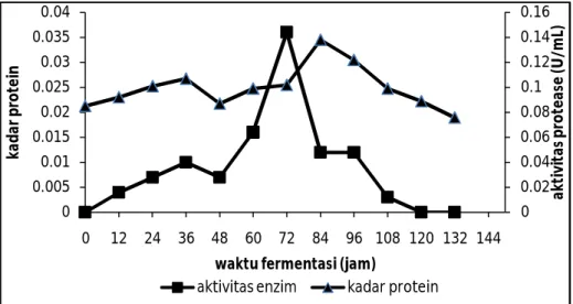 Gambar 2. Kadar protein protease dari bakteri E. agglomerans LSA-2b selama waktu fermentasi  dan aktivitas enzim 
