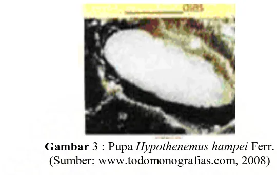 Gambar 3 : Pupa Hypothenemus hampei Ferr. (Sumber: www.todomonografias.com, 2008) 