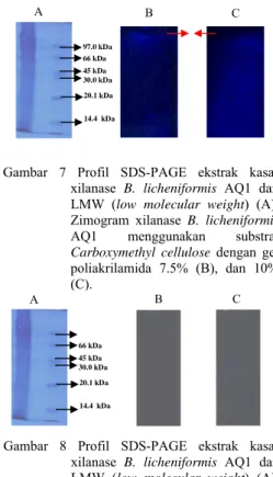 Gambar 8 Profil SDS-PAGE ekstrak kasar xilanase  B. licheniformis AQ1 dan  LMW (low molecular weight) (A),  Zimogram xilanase B