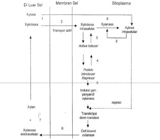Gambar 4.  Dugaan model regulasi biosintesis xilanase (Al-Hakim, 2001) 