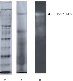 Gambar 7. M = Marker Protein, a = Enzim Protease dari Daun Kelor Hasil Pemurnian dan b =  Zimogram dari Enzim Protease