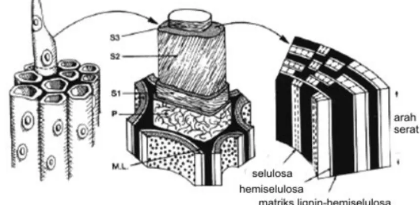 Gambar 1.  Konfigurasi dinding sel tanaman (Perez et al. 2002). 