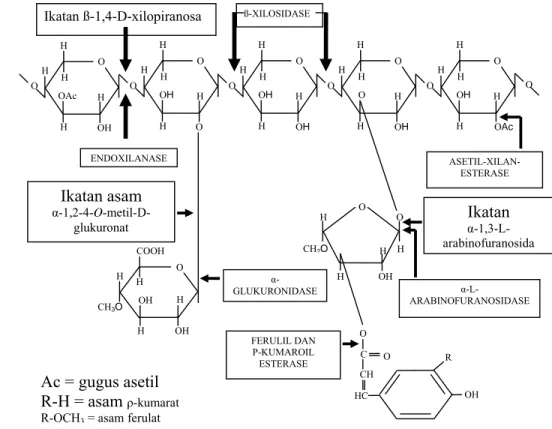 Gambar 2. Struktur xilan dengan residu pengganti dan letak ikatan yang  dipecah oleh enzim xilanolitik (Beg et al