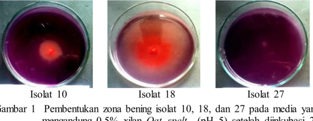 Gambar  1    Pembentukan  zona  bening  isolat  10,  18,  dan  27  pada  media  yang  mengandung  0.5%  xilan  Oat  spelt    (pH  5)  setelah  diinkubasi  24  jam  pada suhu  ruang  setelah  diwarnai  dengan  merah  kongo  0.1%  