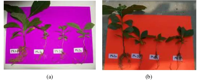 Gambar 1. Semai jati setelah 3 bulan masa tanam pada perlakuan (a). pemberian mikoriza, (b)