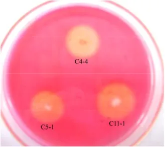 Gambar 3  Aktivitas selulolitik isolat bakteri C4-4, C5-1, dan C11-1 pada media  carboxymethyl cellulose setelah inkubasi 48 jam pada suhu ruang