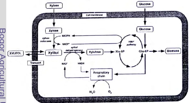 Gambar 3 Metabolisme xilosa dan glukosa oleh sel khamir Candida. 