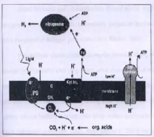 Gambar  1  Fotofermentasi  bakteri  fotosintetik  (Akkerman 2002). Keterangan: 