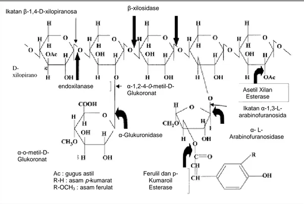 Gambar  1:    Struktur  hipotetikal  xilan  dari  tumbuhan  dan  berbagai  enzim    xilanolitik  yang  bekerja  untuk  menghidrolisis  ikatan  yang  terdapat pada struktur xilan tersebut (Beg et al., 2001) 