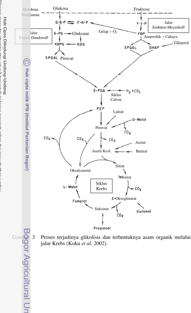 Gambar  3  Proses  terjadinya  glikolisis  dan  terbentuknya  asam  organik  melalui  jalur Krebs (Koku et al