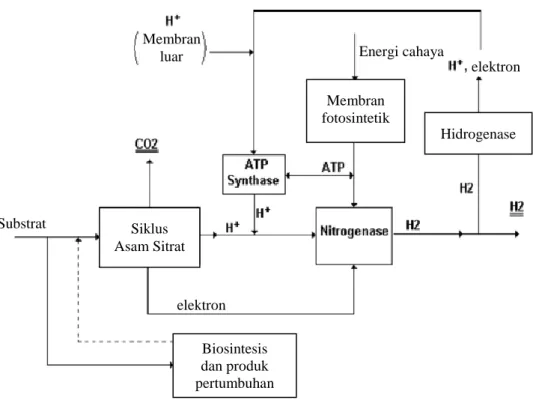 Gambar  4   Proses terbentuknya hidrogen (Koku et al. 2002). 