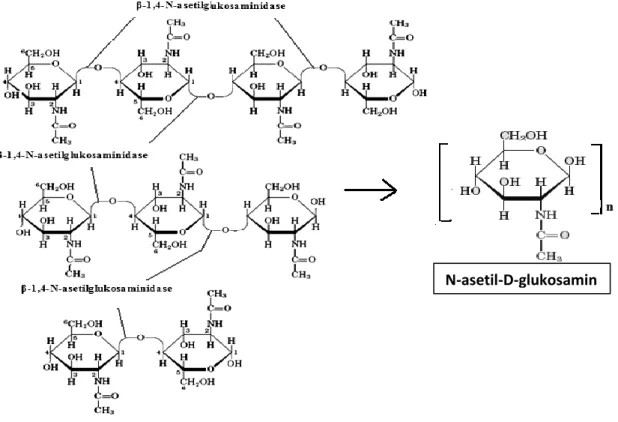 Gambar 4. Reaksi pemutusan diasetilkitobiose, kitotriose dan kitotetraose dan  menghasilkan monomer-monomer N-asetilglukosamin