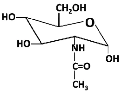 Gambar 5. Struktur N-asetilglukosamin 