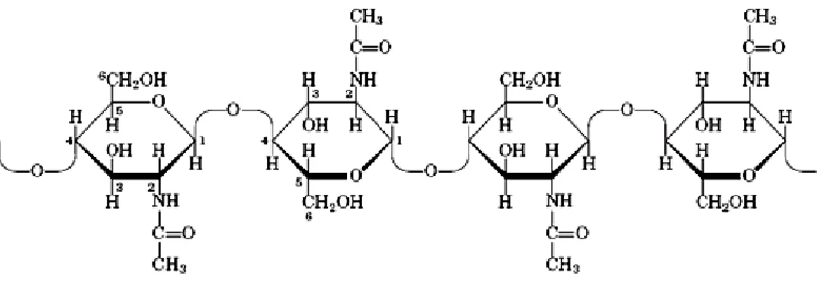 Gambar 1. Struktur kitin (Murray et al., 2003) 