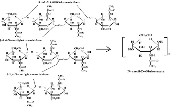 Gambar 7. Reaksi pemutusan diasetilkitobiose, kitotriose dan kitotetraose                     dan menghasilkan monomer-monomer GIcNAc 