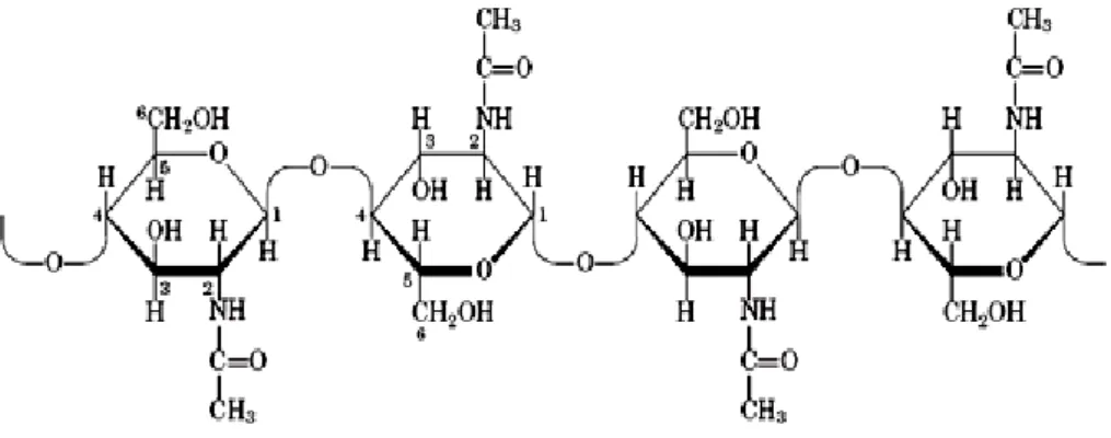 Gambar 1. Struktur kitin (Murray et al., 2003) 