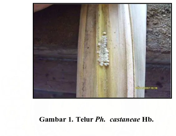Gambar 1. Telur Ph.  castaneae Hb. 