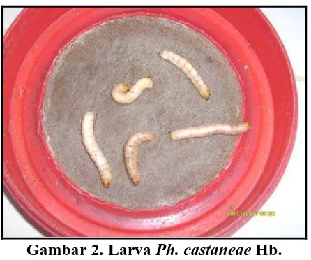Gambar 2. Larva Ph. castaneae Hb. 