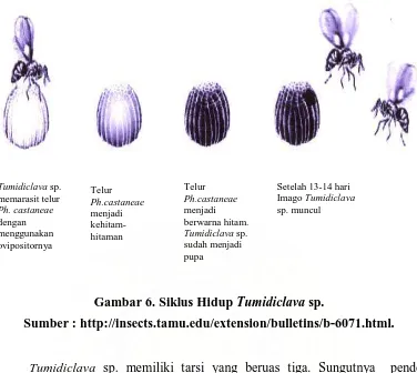 Gambar 6. Siklus Hidup Tumidiclava sp. 