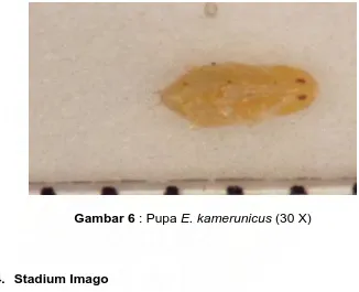 Gambar 6 : Pupa E. kamerunicus (30 X) 