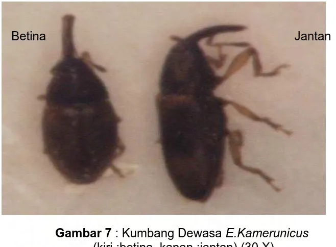 Gambar 7 : Kumbang Dewasa E.Kamerunicus  (kiri :betina, kanan :jantan) (30 X)  