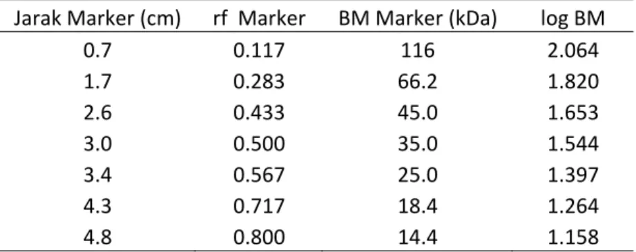 Tabel 2. Jarak migrasi dari marker beserta niali rf dan berat molekul dari masing‐masing pita  Jarak Marker (cm)  rf  Marker  BM Marker (kDa)  log BM 