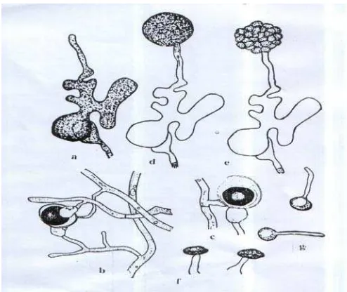 Gambar 2. Ilustrasi Pythium sp. Keterangan : a. Presporangium, b. Oogonium, c. Oospora yang Masak,  