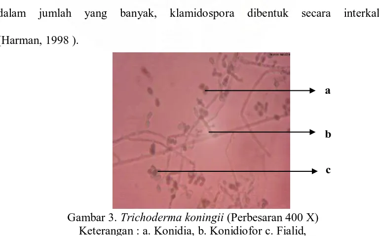 Gambar 3. Trichoderma koningii (Perbesaran 400 X) Keterangan : a. Konidia, b. Konidiofor c