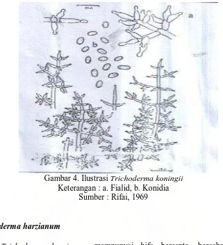 Gambar 4. Ilustrasi  Trichoderma koningii Keterangan : a. Fialid, b. Konidia 
