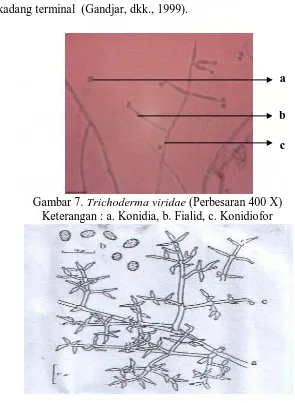 Gambar 7. Trichoderma viridae (Perbesaran 400 X) Keterangan : a. Konidia, b. Fialid, c