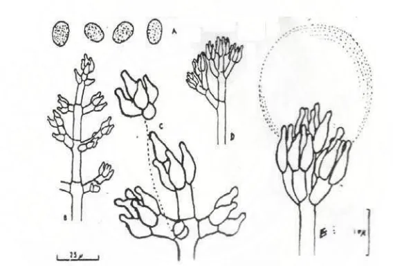 Gambar 9. Gliocladium virens (Perbesaran 400 X) Keterangan : a. Konidiofor, b. Fialid, c