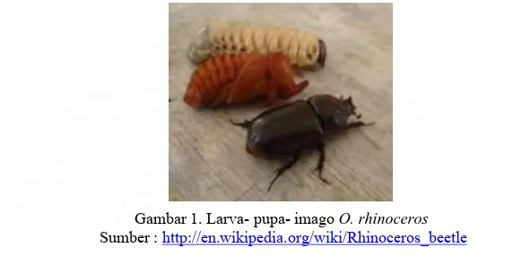 Gambar 1. Larva- pupa- imago   Sumber : O. rhinoceros http://en.wikipedia.org/wiki/Rhinoceros_beetle