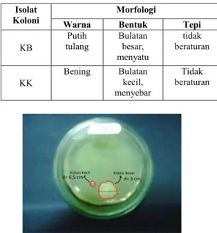 Gambar 1. Isolat bakteri KK dan KB 