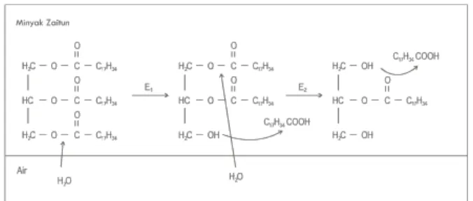 Gambar 2. 1 Skema reaksi hidrolisis enzimatis spesifik pada minyak zaitun  Mol Free Fatty Acid (FFA) dalam trigliserida secara teoritis dihitung dengan cara: 