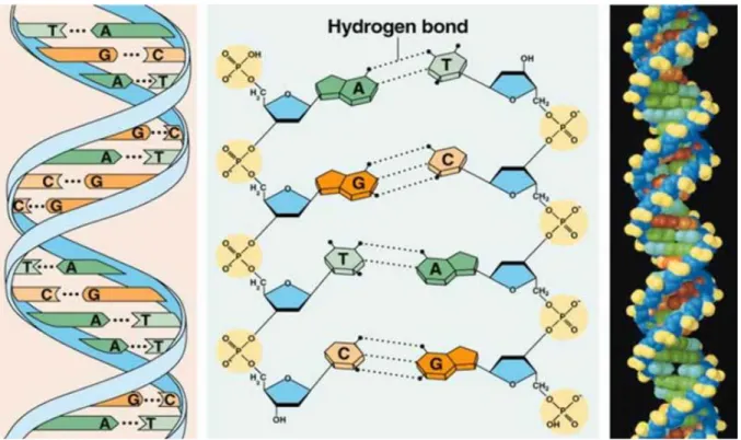 Gambar 2.5: Struktur double heliks molekul DNA 