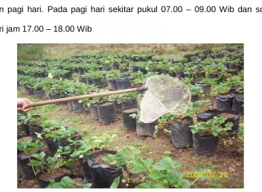 Gambar 1 : Sweep net 