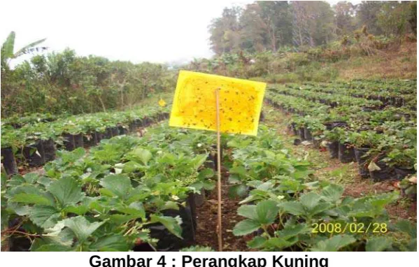Gambar 4 : Perangkap Kuning  