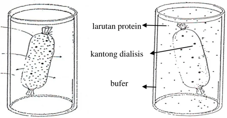 Gambar 4.  Pemisahan protein berdasarkan ukuran    molekul dengan dialisis (Stryer, 2007)
