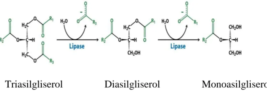 Gambar 5.  Reaksi hidrolisis triasilgliserol oleh lipase (L. Stryer 2007) 