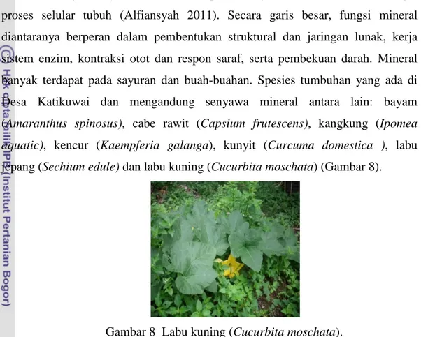 Gambar 8  Labu kuning (Cucurbita moschata). 