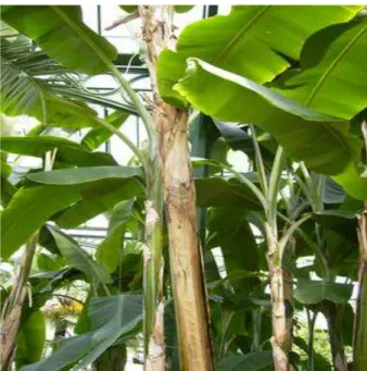 Gambar 1 Pohon pisang ambon. 